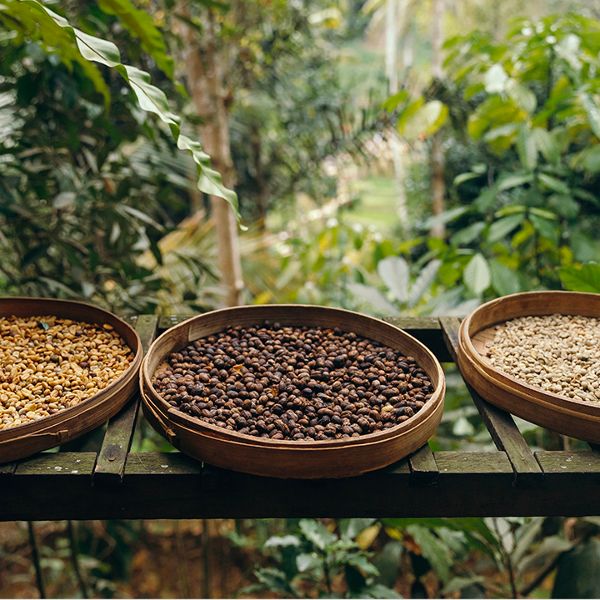 O grão de café - da planta à torrefação