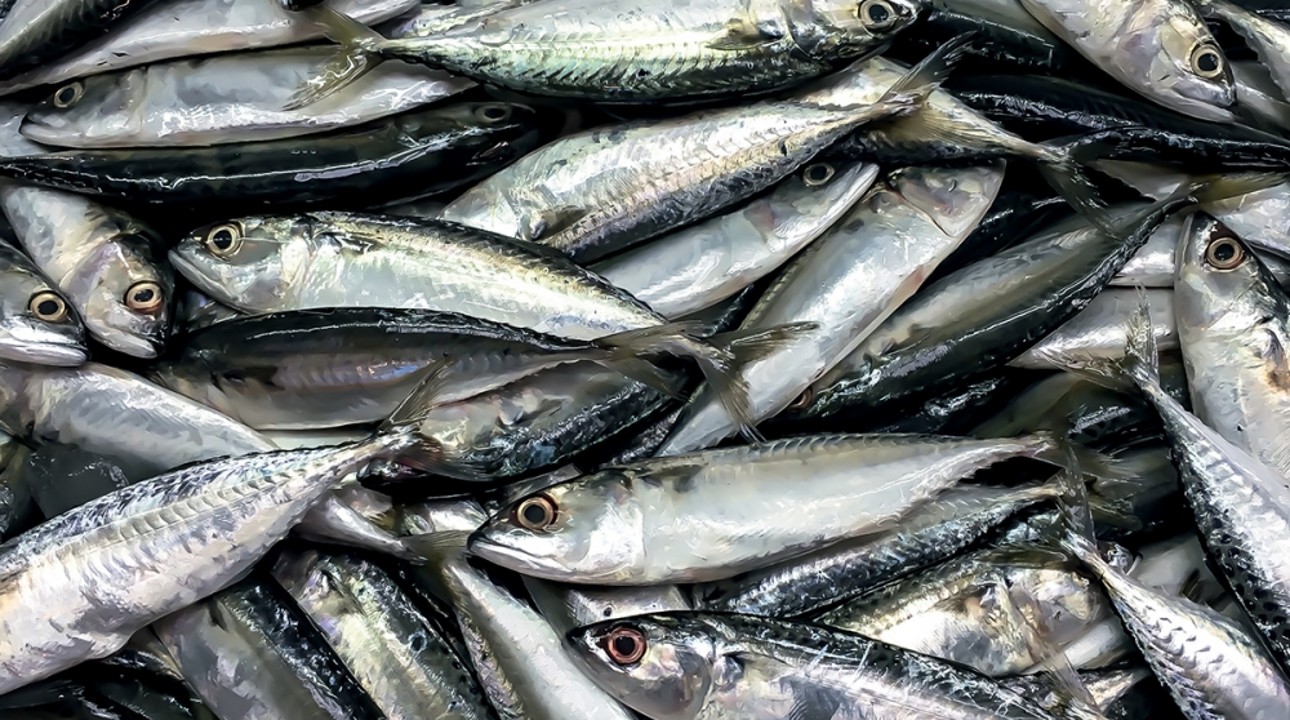 Sardines